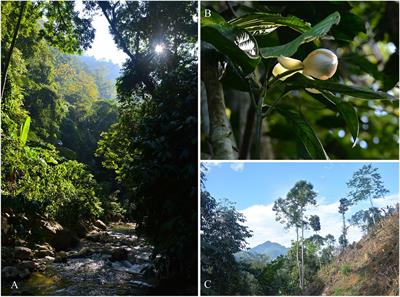 Genomic Data Reveals Population Genetic and Demographic History of Magnolia fistulosa (Magnoliaceae), a Plant Species With Extremely Small Populations in Yunnan Province, China